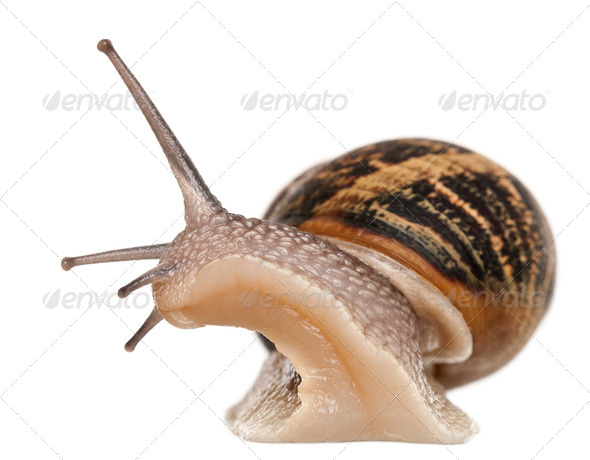 Garden Snail In Front Of White Background Stock Photo By Lifeonwhite