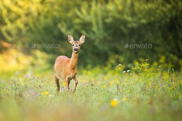 Alert roe deer doe walking on a green meadow with flowers in summer nature - Stock Photo - Images