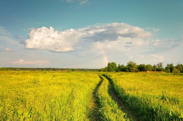 Spring nature landscape with rural road and yellow flowers field - Stock Photo - Images