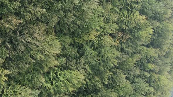 Vertical Video Aerial View of Trees in the Forest alt