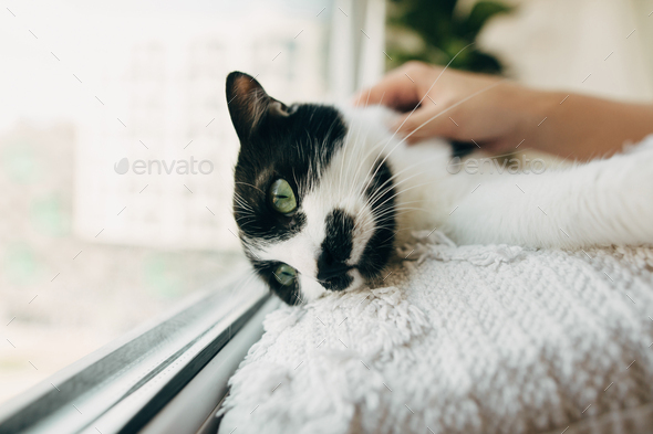 Cute cat with funny look lying on pillow at window