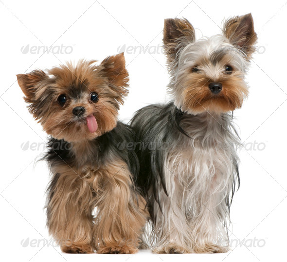 Young and old Yorkshire terriers, 6 months and 12 years old, sitting in front of white background - Stock Photo - Images