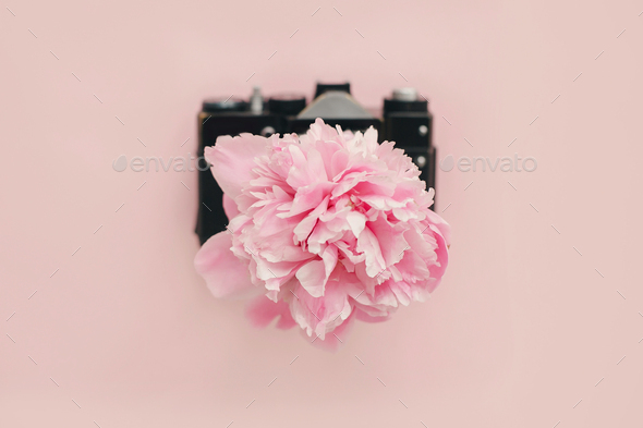 Pink peony growing from vintage photo camera on pastel pink paper - Stock Photo - Images