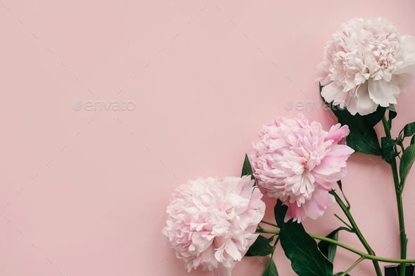 Stylish peonies flat lay. Pink and white peonies border on pastel pink paper - Stock Photo - Images