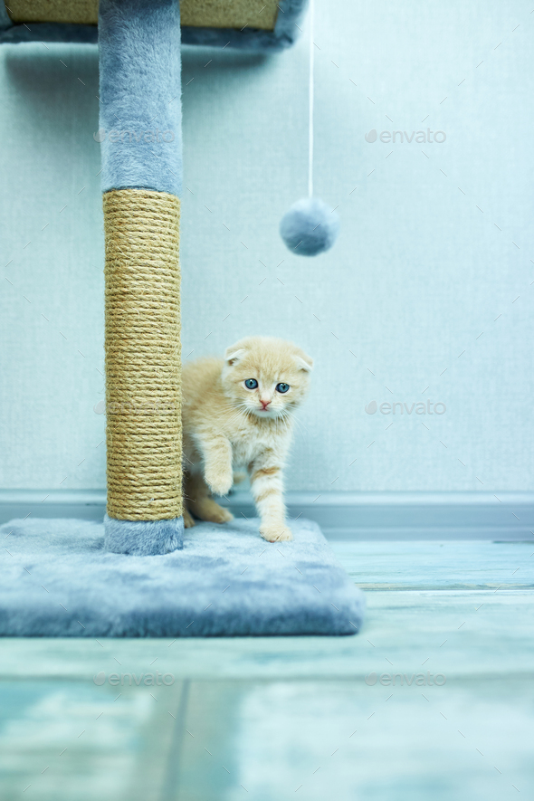 Funny British Shorthair Kitten Play Scratching A Cat Tree Stock Photo By Bondarillia
