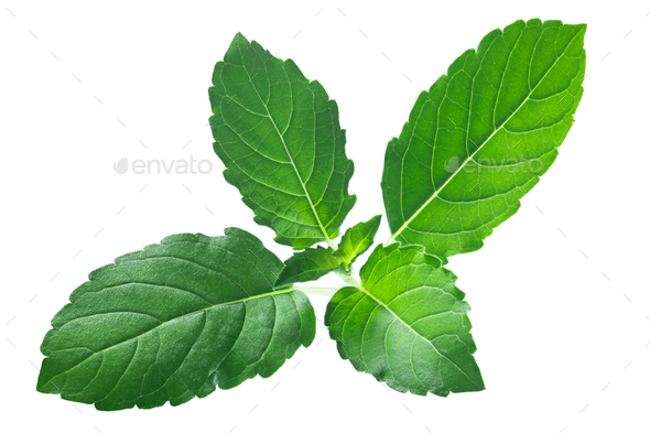 Rama tulsi leaves o.tenuiflorum, paths