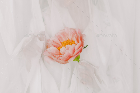 Aesthetic sensual image of beautiful woman behind tulle holding pink peony - Stock Photo - Images