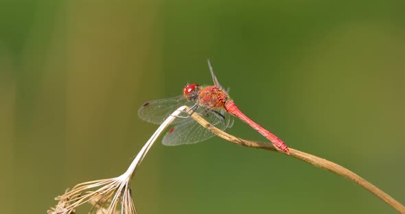 Scarlet Dragonfly Crocothemis Erythraea is a Species of Dragonfly in the Family Libellulidae alt