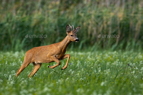 Roe deer buck running fast on meadow with green grass and flowers in summer - Stock Photo - Images