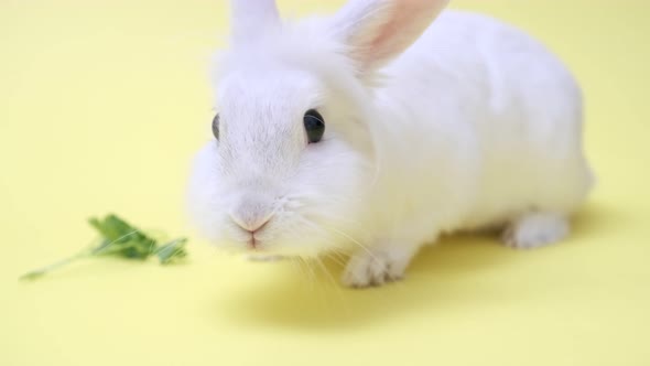 A Cute White Rabbit Sits Cutely on a Yellow Background with Copy Space