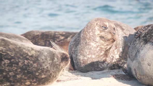 Wild Spotted Fur Seal Rookery Pacific Harbor Sea Lion Resting California Beach alt