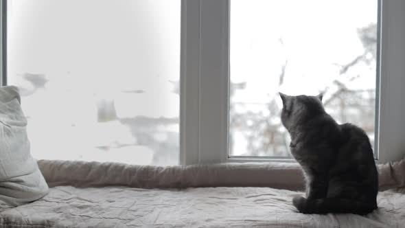Cat Sitting on a Windowsill and Looking Out the Window