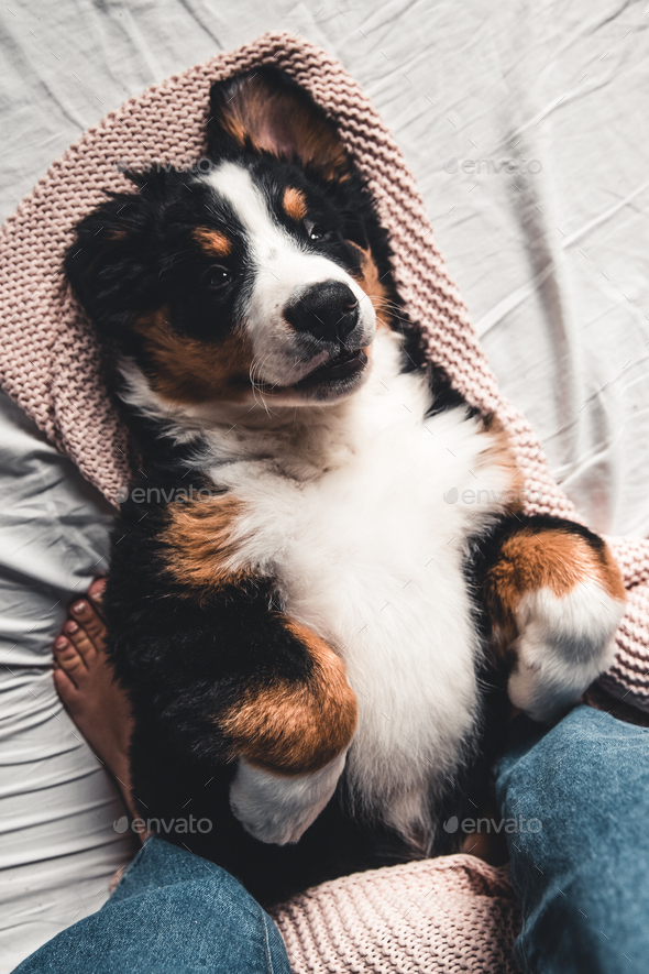 bernese mountain dog cena