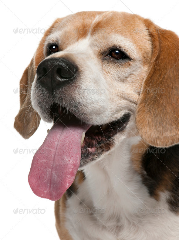Close-up of Beagle, 10 years old, standing in front of white background - Stock Photo - Images