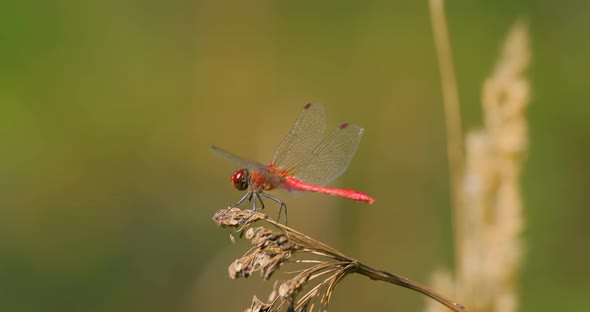 Scarlet Dragonfly Crocothemis Erythraea is a Species of Dragonfly in the Family Libellulidae alt