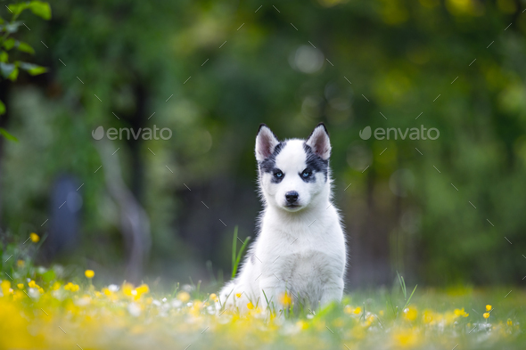 small siberian husky