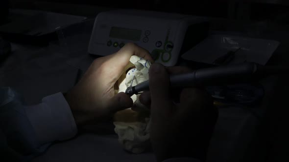 Doctor Dentist Holding a Mock-up of a Human Jaw