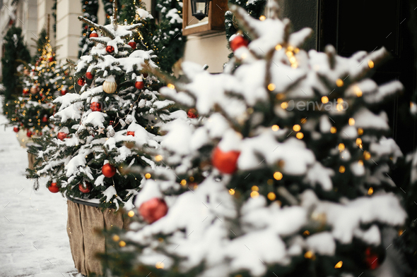 Stylish christmas trees with red and gold baubles and festive lights - Stock Photo - Images