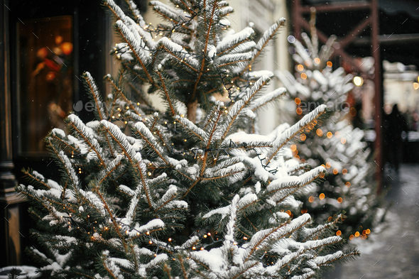 Christmas street decor. Stylish christmas trees with gold festive lights, covered with snow - Stock Photo - Images