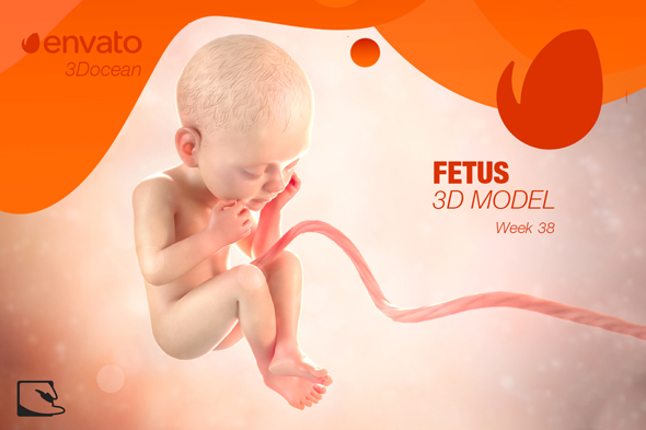 Human Fetus - 3Docean 27010430
