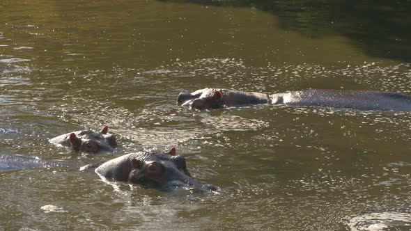 Hippos standing in water alt