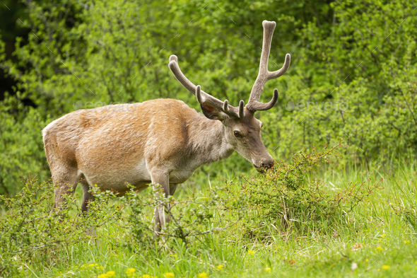 Majestic red deer stag feeding on green bush in summer nature - Stock Photo - Images