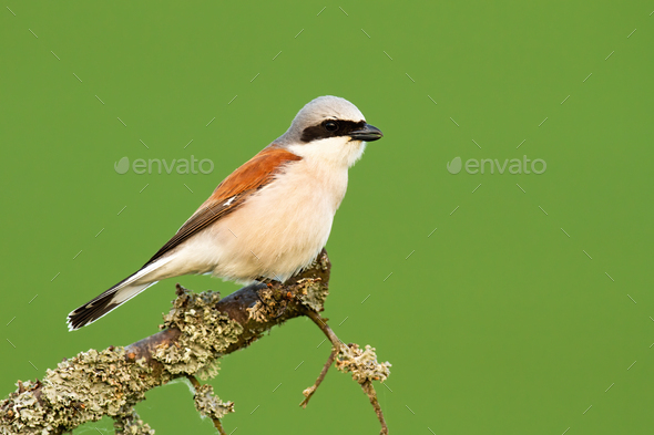 Red-backed shrike sitting on a branch with moss in summer nature - Stock Photo - Images