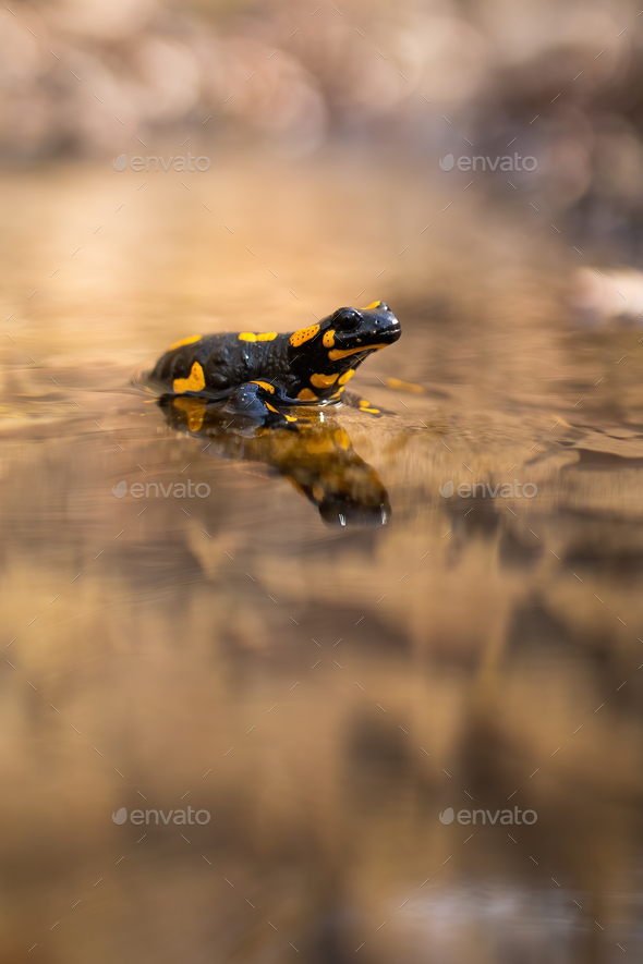 Slow fire salamander resting in water with blurred riverbank in background - Stock Photo - Images