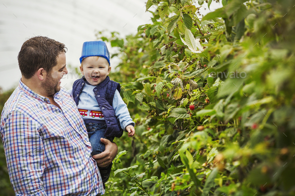 An adult man and a toddler in a polytunnel among soft fruit bushes picking autumn raspberries. Baby - Stock Photo - Images