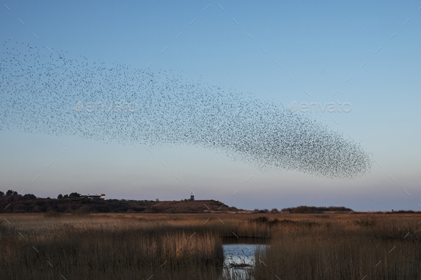 Spectacular murmuration of starlings, a swooping mass of thousands of birds in the sky. - Stock Photo - Images