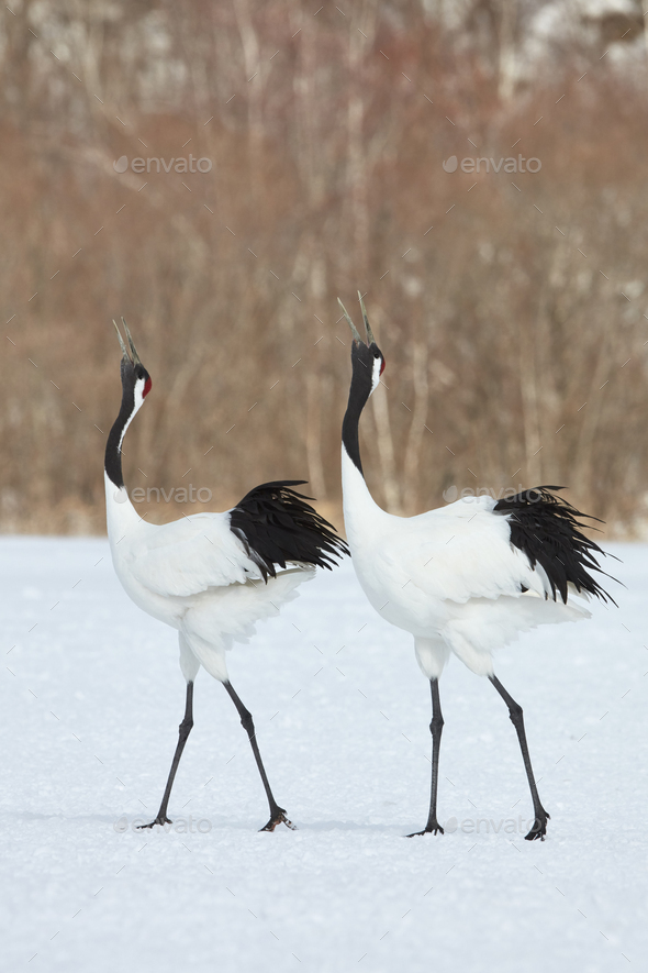 Red-Crowned Cranes (Grus japonensis) standing in the snow in winter. - Stock Photo - Images