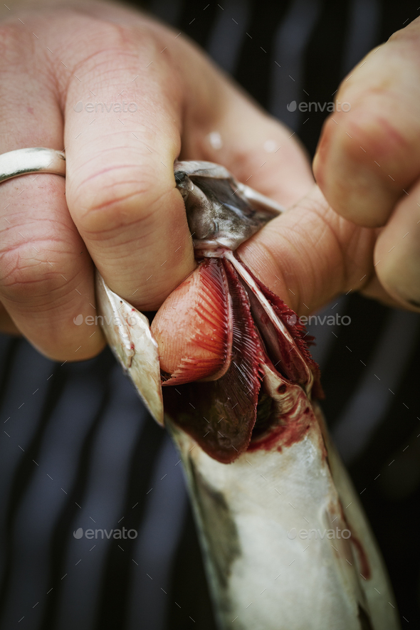 Close up of a chef gutting a Mackerel.