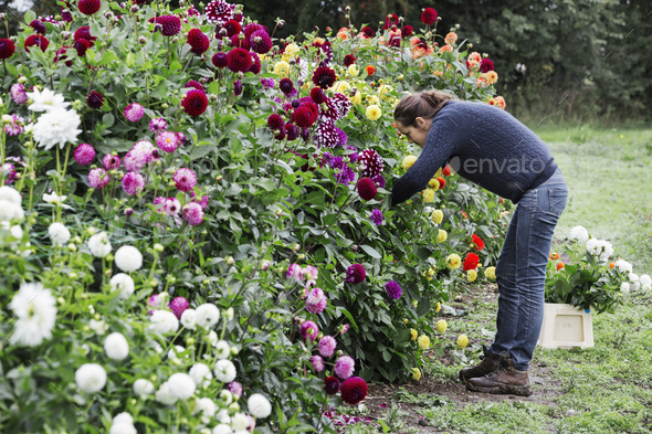A woman working in an organic flower nursery, cutting flowers for flower arrangements and commercial