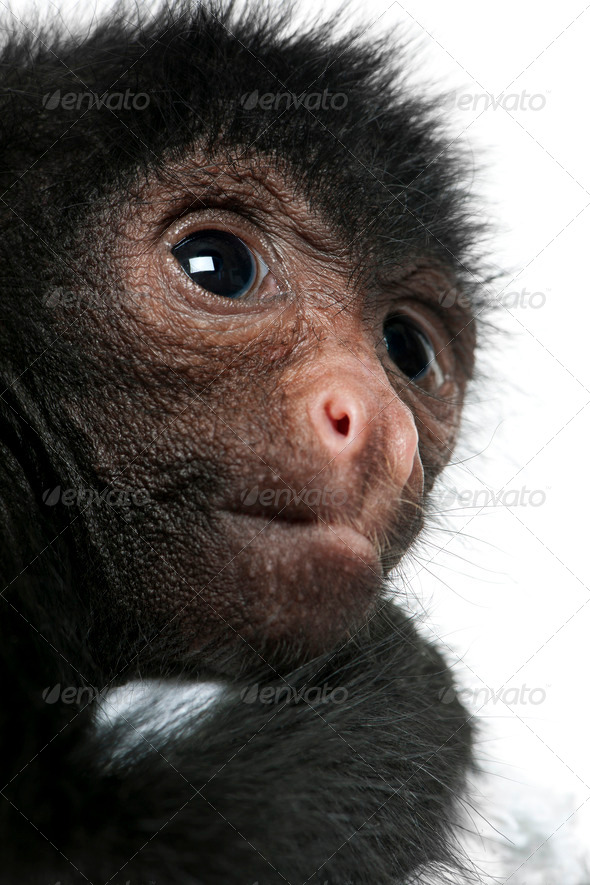 Close-up of Red-faced Spider Monkey, Ateles paniscus, 3 months old, in front of white background - Stock Photo - Images