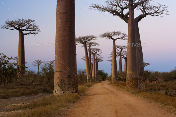 Baobab trees, Madagascar - Stock Photo - Images
