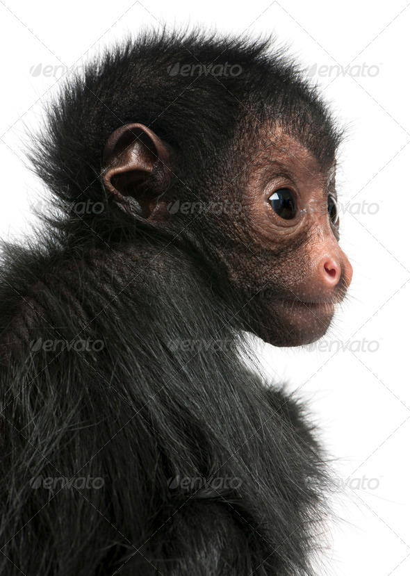 Close-up of Red-faced Spider Monkey, Ateles paniscus, 3 months old, in front of white background - Stock Photo - Images