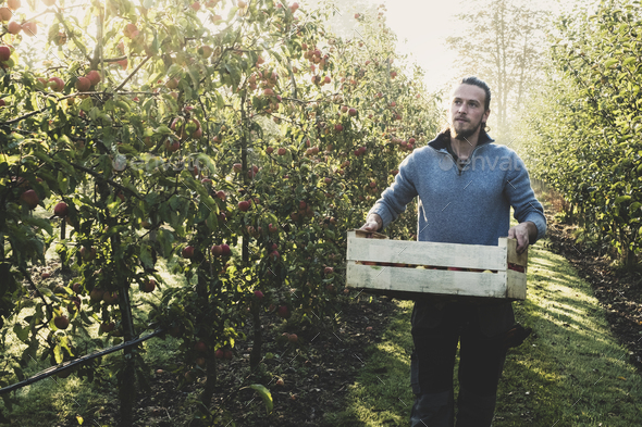 Man standing in apple orchard, holding crate with apples. Apple harvest in autumn. - Stock Photo - Images