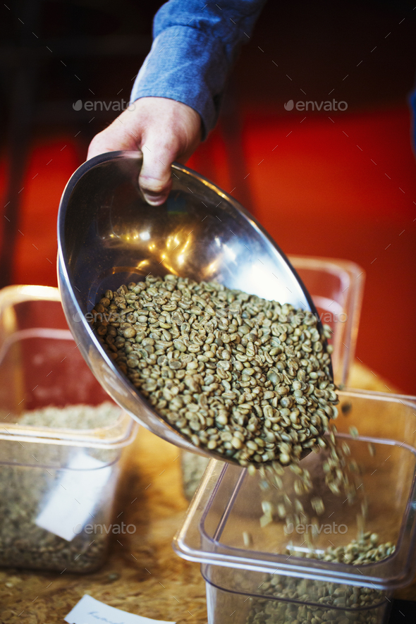 Specialist coffee shop. A person pouring green natural state coffee beans into a tub.