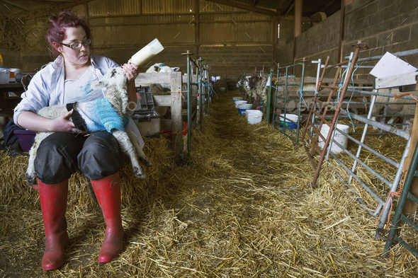 Young woman sitting in a barn, feeding a newborn lamb with milk from a bottle. Lamb dressed in a