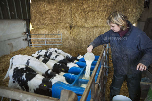 Woman standing in a stable, pouring milk into a feeder for five black and white calves.