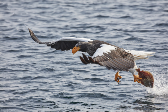 Steller's Sea Eagle (Haliaeetus pelagicus) hunting above water in winter. - Stock Photo - Images