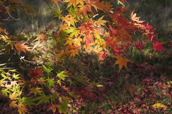 Autumn colours, foliage of an acer tree, Japanese maple with delicate palmate shapes, vivid colours,