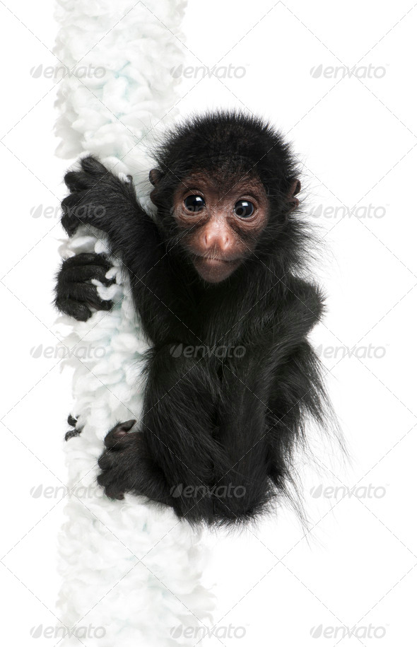 Red-faced Spider Monkey, Ateles paniscus, 3 months old, hanging on rope in front of white background - Stock Photo - Images