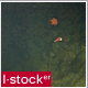 Fish In the Pond - VideoHive Item for Sale