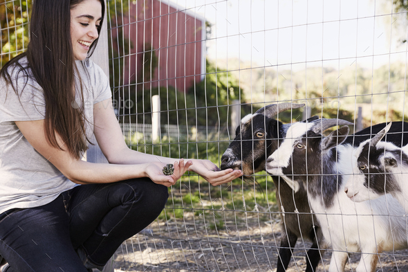 A young woman crouching down and feeding a pair of goats through a wire fence.
