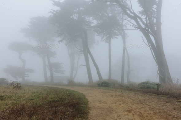 Dense fog among cypress trees, road in foreground, near Historic Pierce Point Ranch, Point Reyes - Stock Photo - Images