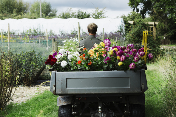A man driving a small garden vehicle along the path between flowerbeds, loaded with cut flowers for
