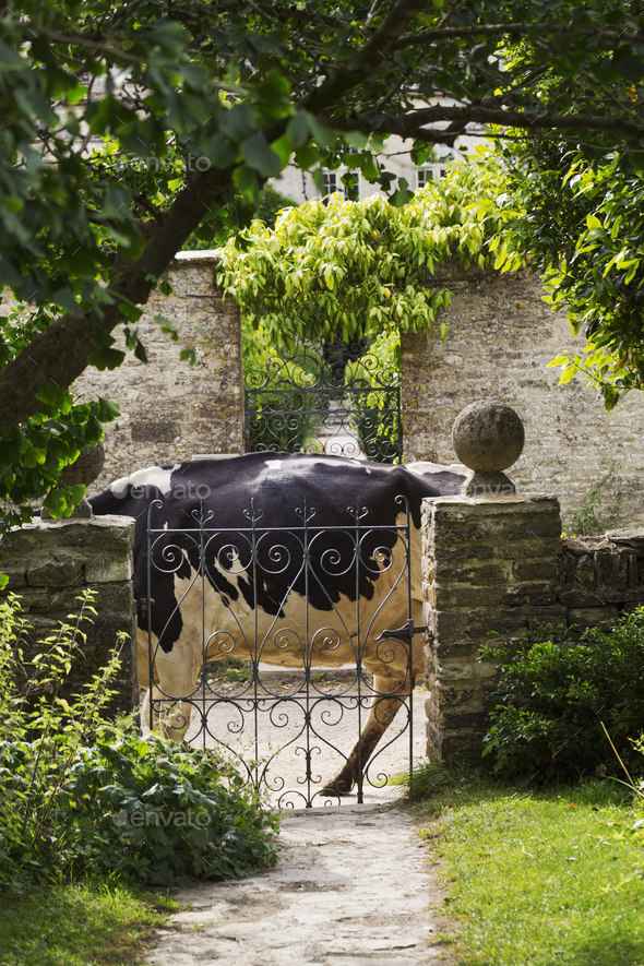 Branch of tree hanging over a wrought iron gate in a garden, black and white cow walking past.
