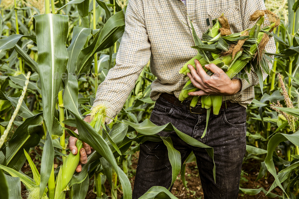 Farmer standing in a corn field, harvesting maize cobs.