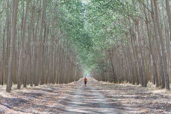 Man walking down tree lined dirt road, surrounded by commercially grown poplar trees.